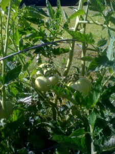 Words, Tomato Plants and Time with Jesus